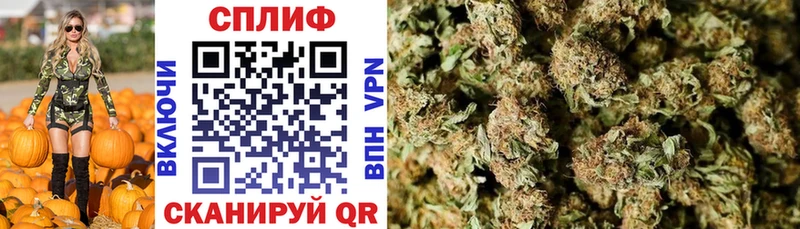 где продают   Подпорожье  Бошки марихуана сатива 